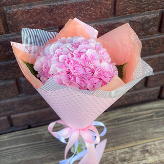 Купить с доставкой. Гортензия Верена