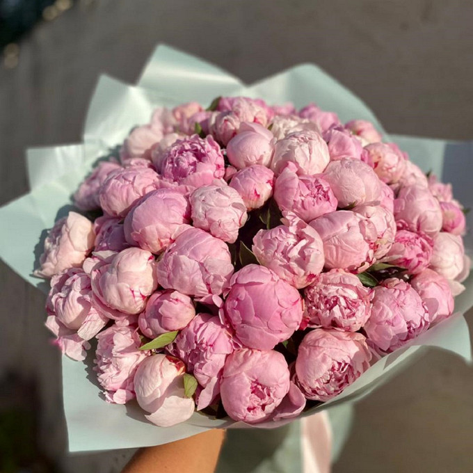 Пионы Цена За 1 Штуку