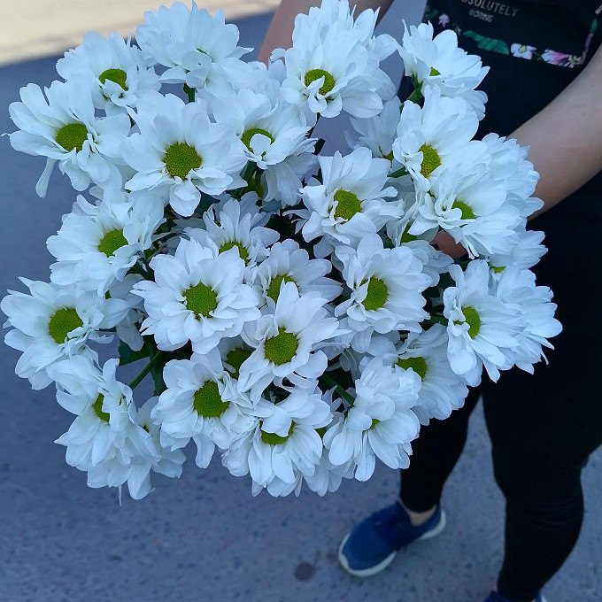 5 кустовых белых хризантем