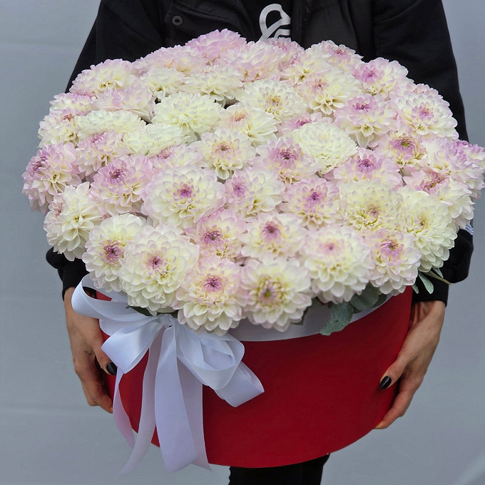 Купить с доставкой. 51 нежная георгина